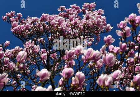 Düsseldorf, Allemagne. Mar 23, 2017. Un magnolia en fleurs peut être vu à Duesseldorf, Allemagne, 23 mars 2017. - Pas de service de fil - Photo : Horst Ossinger//dpa/Alamy Live News Banque D'Images