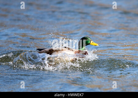 Anas platyrhynchos. Canard colvert mâle l'atterrissage dans un lac Banque D'Images