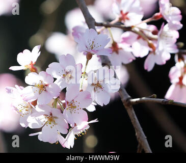 Tokyo, Japon. 24Th Mar, 2017. Cherry Blossom tree fleurs sont vu à Tokyo le vendredi, Mars 24, 2017. Printemps officiellement arrivé à Tokyo où le Japon a annoncé l'Agence météorologique du début de la saison des cerisiers en fleur le 21 mars. Credit : Yoshio Tsunoda/AFLO/Alamy Live News Banque D'Images