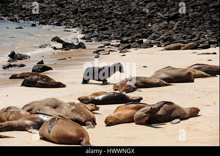 Santa Fe, l'Équateur. 21 Oct, 2016. Santa Fe est l'une des nombreuses petites îles de l'archipel des Galapagos qui sont inhabitées par personnes. Day trippers rencontre un groupe de lions de mer dans une crique. Prise le 21.10.2016. Photo : Reinhard Kaufhold/dpa-Zentralbild/ZB | worldwide/dpa/Alamy Live News Banque D'Images