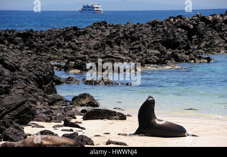 Santa Fe, l'Équateur. 21 Oct, 2016. Santa Fe est l'une des nombreuses petites îles de l'archipel des Galapagos qui sont inhabitées par personnes. Un groupe d'excursionnistes rencontre un groupe de lions de mer dans une crique. Prise le 21.10.2016. Photo : Reinhard Kaufhold/dpa-Zentralbild/ZB | worldwide/dpa/Alamy Live News Banque D'Images