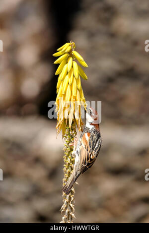 Un Moineau Espagnol ou willow sparrow, passer hispaniolensis, se nourrissant de fleurs jaune l'aloe vera qui poussent à l'état sauvage en Lanzarote Espagne Banque D'Images