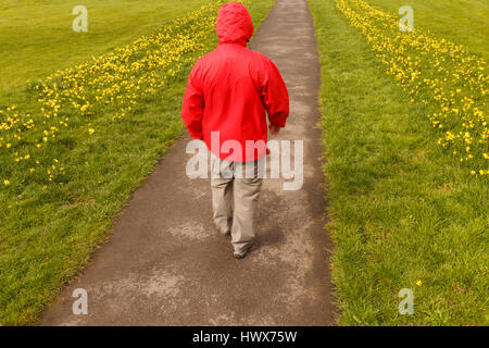 Parution de l'image modèle méconnaissable man wearing red rain jacket marcher le long chemin bordé d'herbes et de jonquilles jaune au printemps en Grande-Bretagne. Banque D'Images