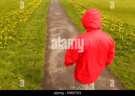 Parution de l'image modèle méconnaissable homme marchant le long chemin bordé d'herbes et de jonquilles jaune au printemps en Grande-Bretagne. Banque D'Images