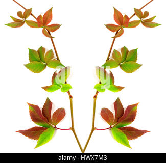 Composition des brindilles, les feuilles multicolores raisins Parthenocissus quinquefolia feuillage. Isolé sur fond blanc. Banque D'Images