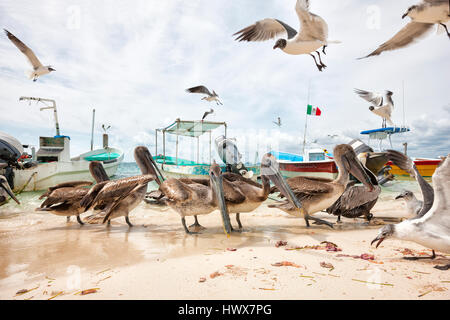 Le pélican brun et des mouettes sur la plage de sable d'alimentation Banque D'Images