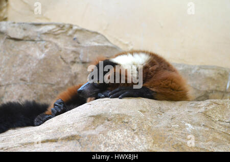 La gélinotte lemur rouge reposant sur une grande surface rocheuse. Banque D'Images