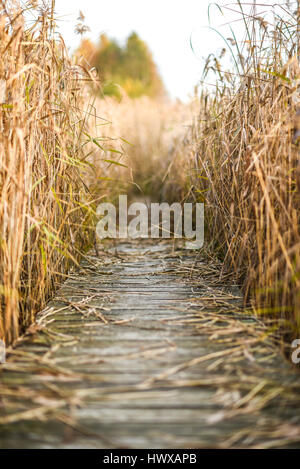 Pont de Bois en réserve naturelle Banque D'Images