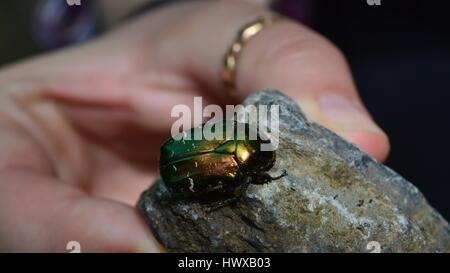 Chrysolina graminis: Un phootage d'un coléoptère tansy sur le rocher tenu à la main Banque D'Images