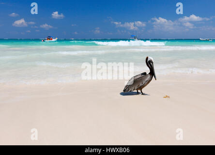 Pélican brun sur la plage de sable au Mexique, Tulum Banque D'Images