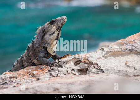 Close up of lizard iguane worming up sur le rocher au Mexique Banque D'Images