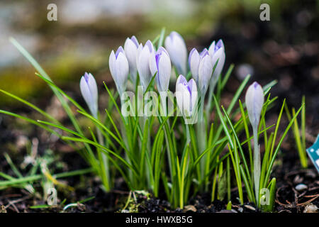 Crocus dans le jardin Banque D'Images