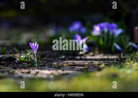 Crocus spring time in garden Banque D'Images