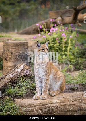 Lynx élégant assis sur un bois à l'extérieur Banque D'Images