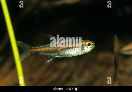 Glühlichtsalmler Glühlicht-Salmler Hemigrammus erythrozonus,,, glowlight tétra, le néon rose, Tétra lumineux Banque D'Images