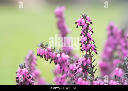 Erica x darleyensis 'Lena'. Heather 'Lena'. Bell flower Heather Banque D'Images