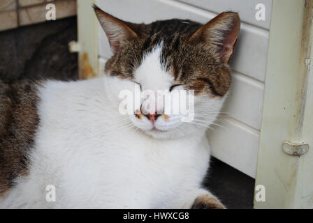 Blanc avec des taches marron chat dormant sur un mur en bois. Banque D'Images