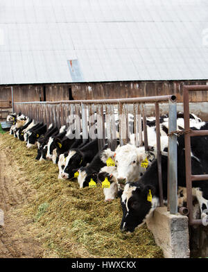 Alimentation des vaches laitières Holstein, haché de la luzerne. Banque D'Images