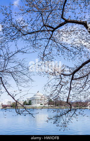 Direction générale de la fleur de cerisier endommagé à Washington DC avec Tidal Basin et Thomas Jefferson Memorial Banque D'Images