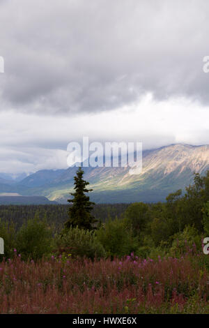 Été spectaculaire le long de route de Haines avec vue sur les montagnes, les forêts, et de fleurs sauvages. Route relie le Yukon, Canada, à l'Alaska. Banque D'Images