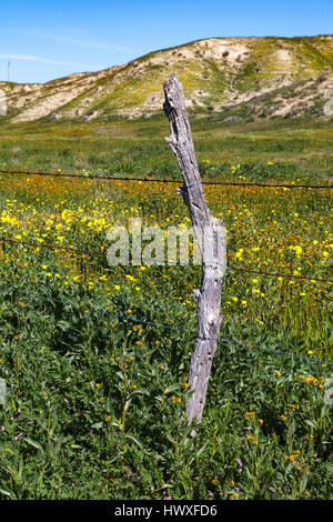 Fleurs sauvages fleurissent le long d'une clôture de barbelés le long de la plage de temblor au Carrizo Plain National Monument. Banque D'Images