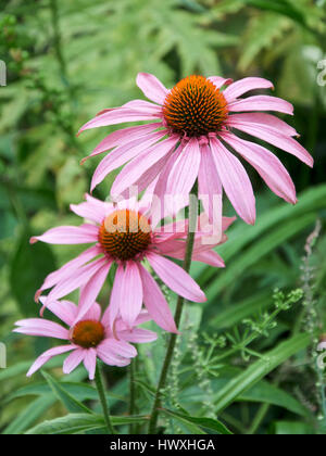 Echinacea purpurea 'Rubinstern' Échinacée Banque D'Images