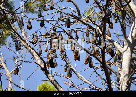 Colonie de roussettes tête gris ( Pteropus poliocephalus ) à l'extérieur de jardins botaniques d'Adelaide, en Australie. Banque D'Images