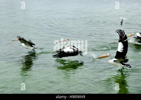 Groupe de pélicans australiens (Pelecanus conspicillatus) le décollage de la surface de la mer Banque D'Images