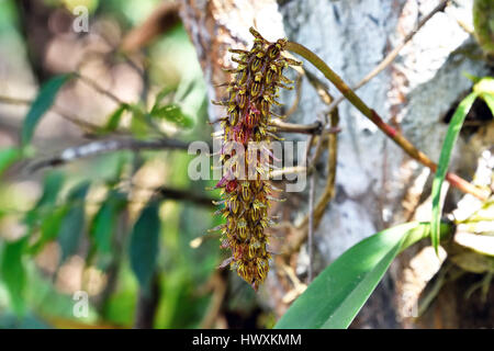 Une miniature orchidée sauvage (Bulbophyllum morphologorum) avec de nombreuses fleurs minuscules sur une seule tige poussant sur un arbre dans la forêt au nord-est de la Thaïlande Banque D'Images