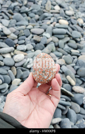 A woman's hand détient une bonne plage de granit rose ovale en pierre. Banque D'Images