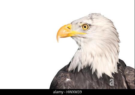 Profil de la tête d'un aigle chauve américain isolated on white Banque D'Images