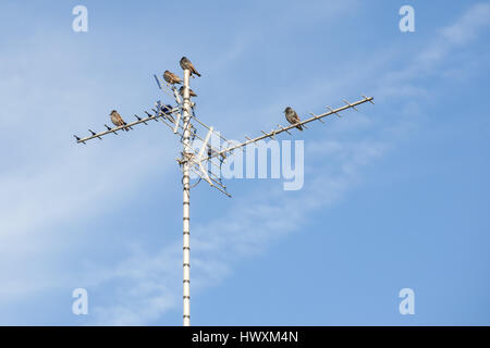 Starling oiseaux sur une antenne de télévision Banque D'Images