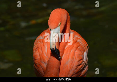 Superbe image d'un flamant rose. Banque D'Images