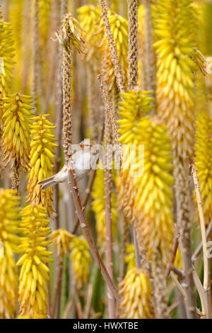 Un Moineau Espagnol ou willow sparrow, passer hispaniolensis, se nourrissant de fleurs jaune l'aloe vera qui poussent à l'état sauvage en Lanzarote Espagne Banque D'Images