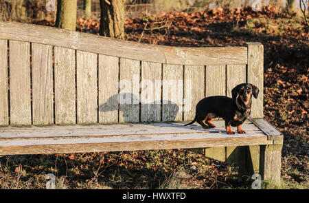 Teckel miniature debout sur banc de soleil Banque D'Images