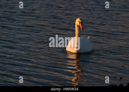 Un cygne dans la baie de Cardiff, Pays de Galles, Royaume-Uni, au coucher du soleil Banque D'Images