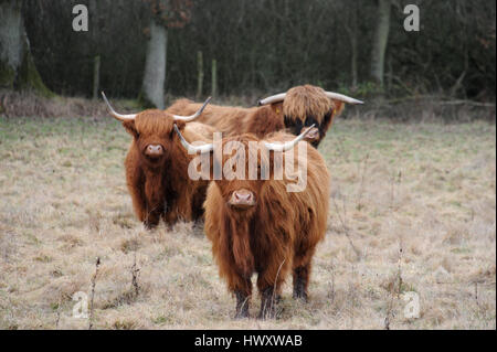 Highland cattle dans un champ à l'Herefordshire Stockley Hill Farm, près de Peterchurch. Banque D'Images