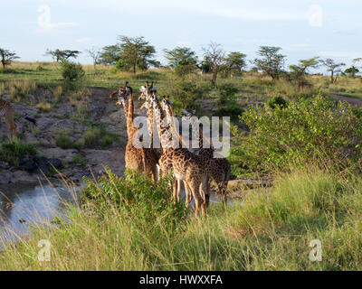 Un troupeau de girafes se préparer à traverser la rivière Olare Orok dans l'Orok Conservancy, Masai Mara, Kenya, au coucher du soleil Banque D'Images