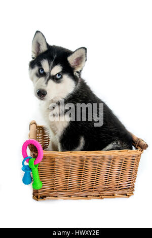 Très mignon adorable 14 semaines chiot husky de Sibérie dans un panier Banque D'Images