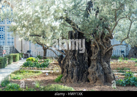 Jérusalem, Israël - 24 Février 2017 : vieux oliviers dans le jardin de Gethsémané Banque D'Images