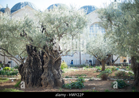 Jérusalem, Israël - 24 Février 2017 : vieux oliviers dans le jardin de Gethsémané Banque D'Images