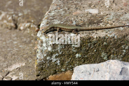 Lizard debout sur le rocher et le soleil lui-même Banque D'Images