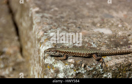 Lizard debout sur le rocher et le soleil lui-même Banque D'Images