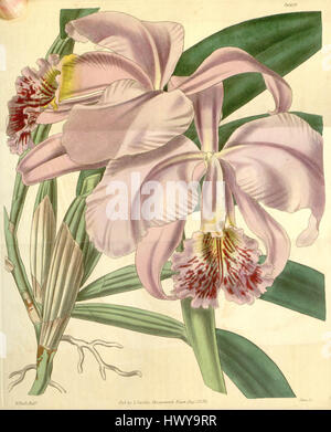 'Cattleya mossiae' est une illustration botanique du magazine Botanical de Curtis, présentant les espèces d'orchidées Cattleya mossiae. L’illustration est remarquée pour sa représentation détaillée de l’anatomie de la fleur. Banque D'Images
