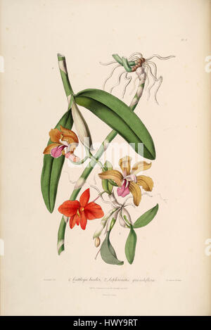 L'illustration botanique 'Cattleya bicolor Sophronitis coccinea' (initialement connue sous le nom de Sophronitis grandiflora) de Sertum Lindley (1838) représente les fleurs vives et détaillées de cette espèce d'orchidée, mettant en valeur sa couleur et sa structure frappantes. Banque D'Images