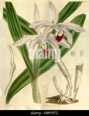 L'illustration de *Cattleya intermedia* du Curtis' Botanical Magazine en 1840 met en valeur cette espèce d'orchidée originaire d'Amérique du Sud. Connu pour ses fleurs vibrantes et parfumées, il a été décrit pour la première fois au début du XIXe siècle et est depuis devenu un spécimen populaire dans les collections botaniques. Banque D'Images
