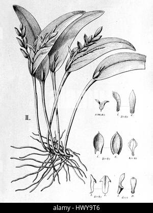 Acianthera pubescens, anciennement connu sous le nom de Pleurothallis rio grandensis, est une espèce d'orchidée. Cette illustration est tirée de 'Flora brasiliensis', montrant ses caractéristiques et son habitat distincts. Banque D'Images