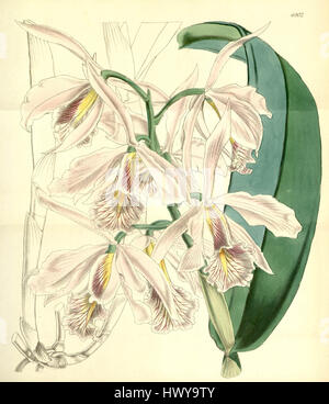 Cattleya maxima est une espèce d'orchidée originaire d'Amérique du Sud. Cette illustration détaillée tirée du Curtis' Botanical Magazine, 1856, met en valeur ses fleurs vibrantes et ses traits distinctifs, mettant en valeur son attrait ornemental. Banque D'Images