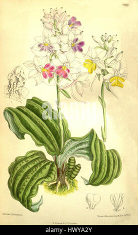 Cette illustration botanique, tirée de Curtis' Botanical Magazine, représente l'espèce *Calanthe madagascariensis*, un type d'orchidée originaire de Madagascar. Le dessin reflète l'approche détaillée et scientifique de l'illustration végétale au début du XXe siècle. Banque D'Images