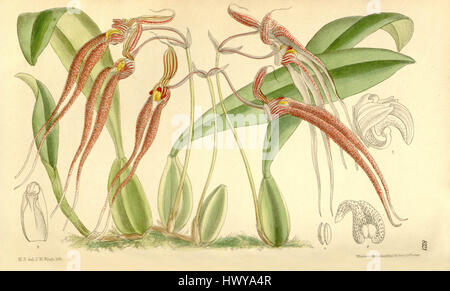 Bulbophyllum biflorum, anciennement connu sous le nom de Cirrhopetalum biflorum, est une espèce d'orchidée décrite dans le magazine Botanical de Curtis. L'illustration de 1910 met en valeur ses caractéristiques florales uniques, y compris sa forme et sa couleur distinctes. Banque D'Images